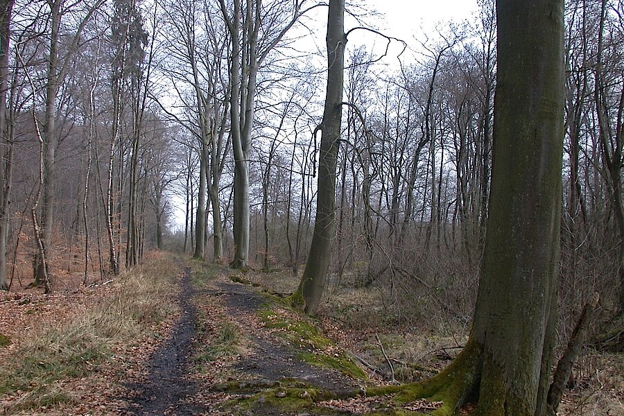 Allee aus alten Eichen II © Biologische Station Bonn / Rhein-Erft