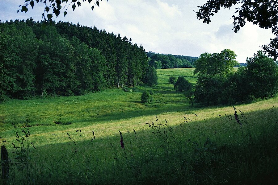 Ehemaliger Truppenübungsplatz © Naturschutzzentrum Märkischer Kreis e.V.