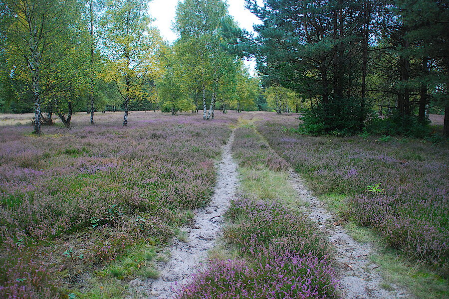Sandweg durch Heidelandschaft © Biologische Station Kreis Paderborn-Senne