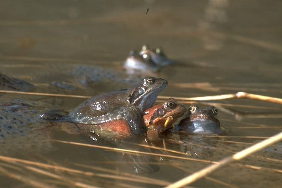 Grasfroschpaarung © Biologische Station im Kreis Euskirchen