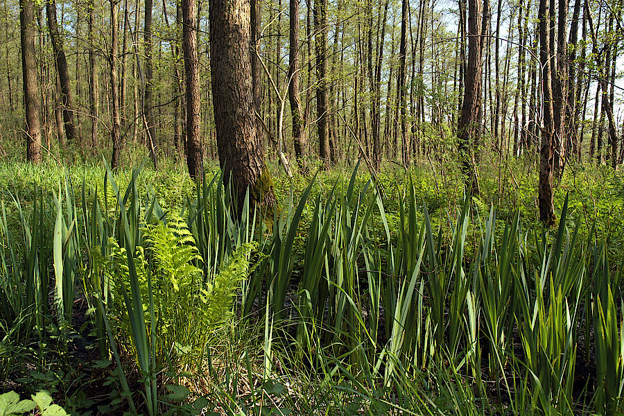 Auewald © Frank Grawe