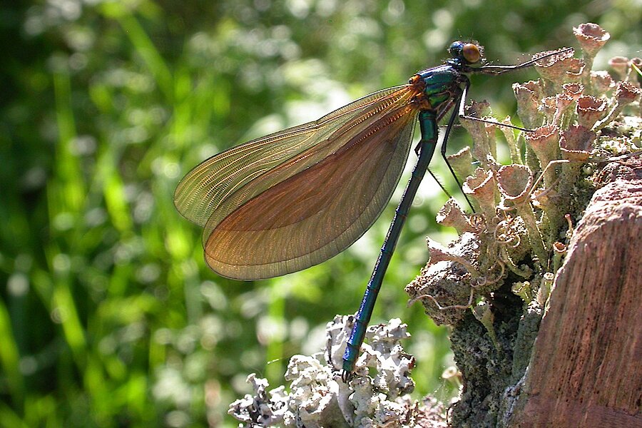 Blauflügel Prachtlibelle © Axel Schulte