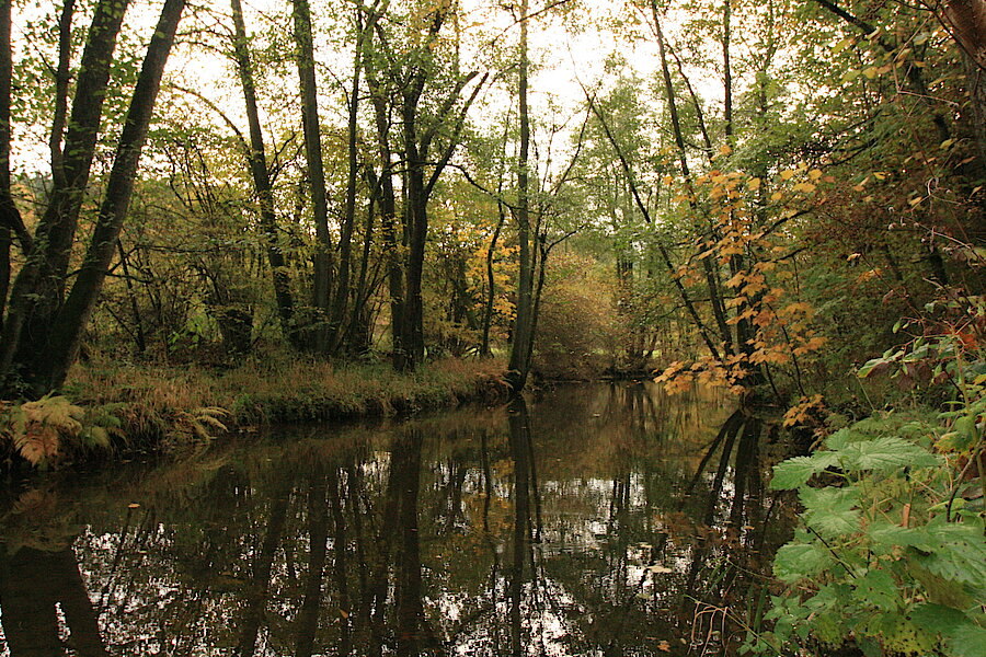 Auenwald an der Sieg © Regionalforstamt Siegen-Wittgenstein
