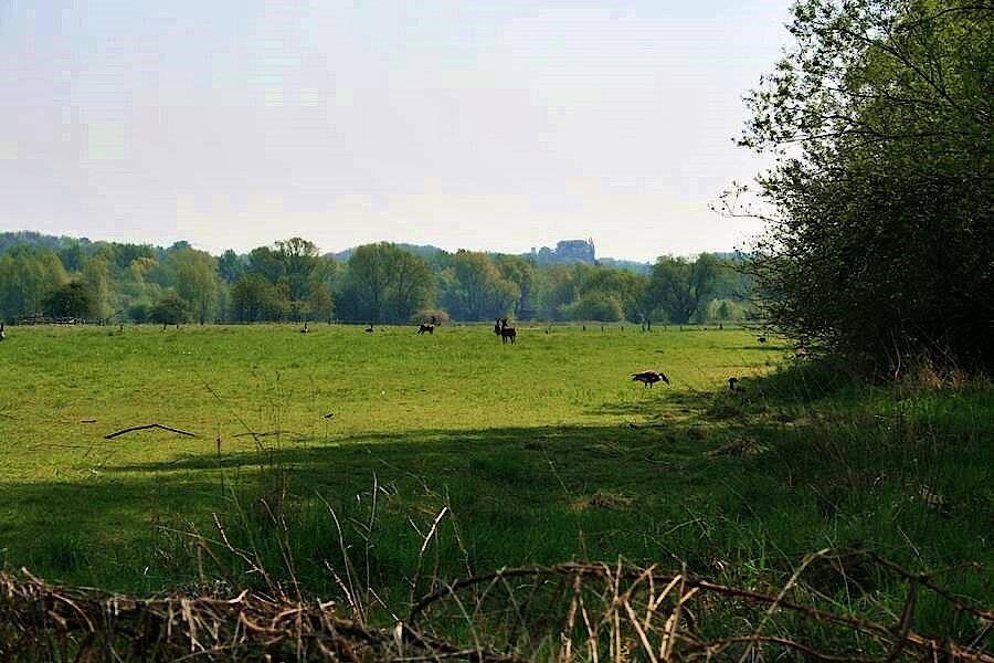 Wiesen mit Rehen und Kanadagänsen © Corinne Buch