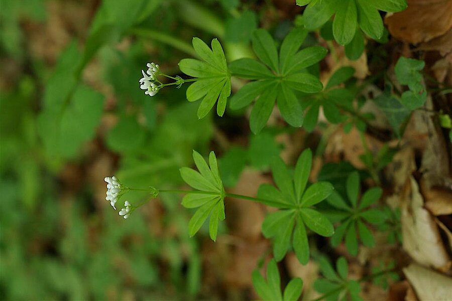 Waldmeister © Biologische Station Kreis Steinfurt e.V.