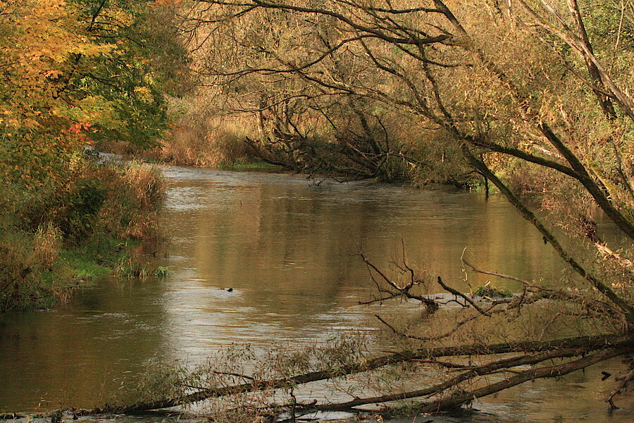 Natürliches Bild der Eder © Regionalforstamt Siegen-Wittgenstein